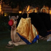 indian-wedding-dubai-87